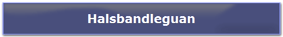 Halsbandleguan