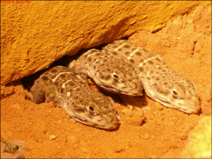 �leopard2