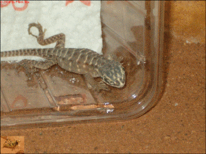 �leopard7