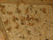 Schistocerca gregaria