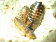 Blaptica dubia