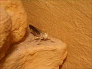 Locusta migratoria
