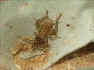 Acheta domesticus