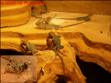 �auricep5
