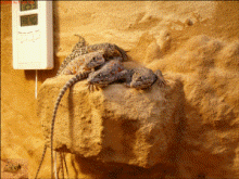 �leopard3