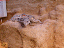 �leopard4