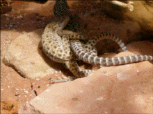 �leopard5