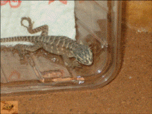 �leopard7