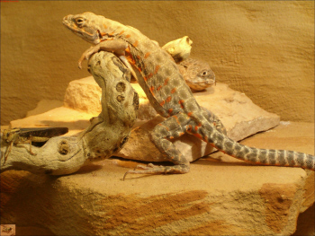 rotfleckg